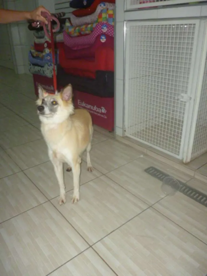 Cachorro ra a SRD idade 3 anos nome MARIA CLARA