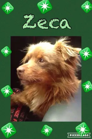 Cachorro raça SRD idade 3 anos nome ZECA