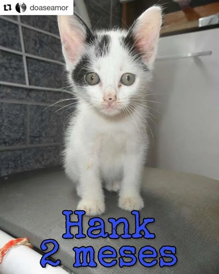 Gato ra a SRD idade 2 a 6 meses nome Hank