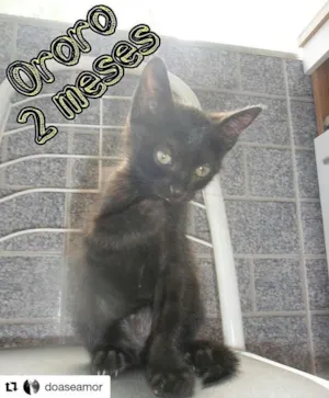 Gato raça SRD idade 2 a 6 meses nome Ororo