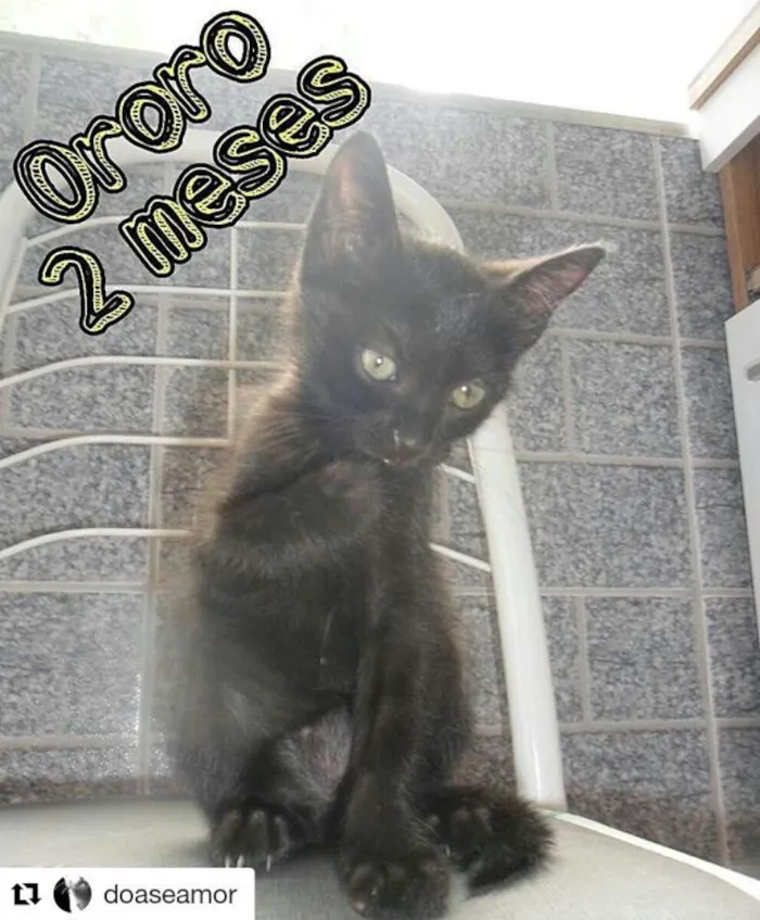 Gato ra a SRD idade 2 a 6 meses nome Ororo
