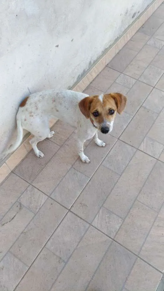 Cachorro ra a Indefinida idade 1 ano nome Maya