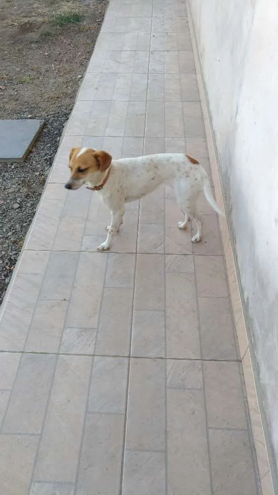 Cachorro ra a Indefinida idade 1 ano nome Maya