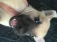 5 Cachorrinhos