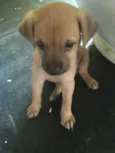 5 Cachorrinhos