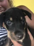 5 Cachorrinhos