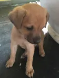 5 Cachorrinhos