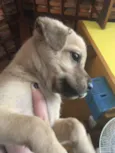 5 Cachorrinhos