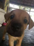 5 Cachorrinhos