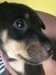 5 Cachorrinhos