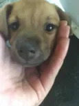 5 Cachorrinhos