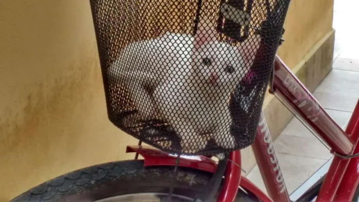 Gato ra a  idade 2 a 6 meses nome Sagwa