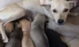 5 Cachorrinhos