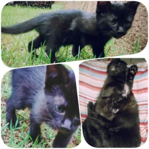 Gato raça sem raça definida idade 2 a 6 meses nome Pretinha