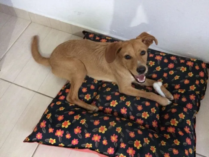 Cachorro ra a Srd idade 2 a 6 meses nome Lillo