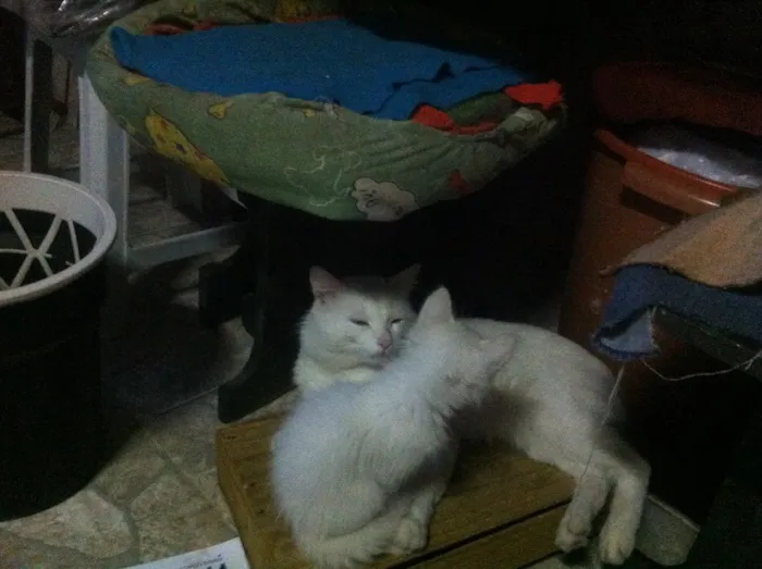 Gato raça Angora, mestiços Ciames c Angora idade  nome Sem nome