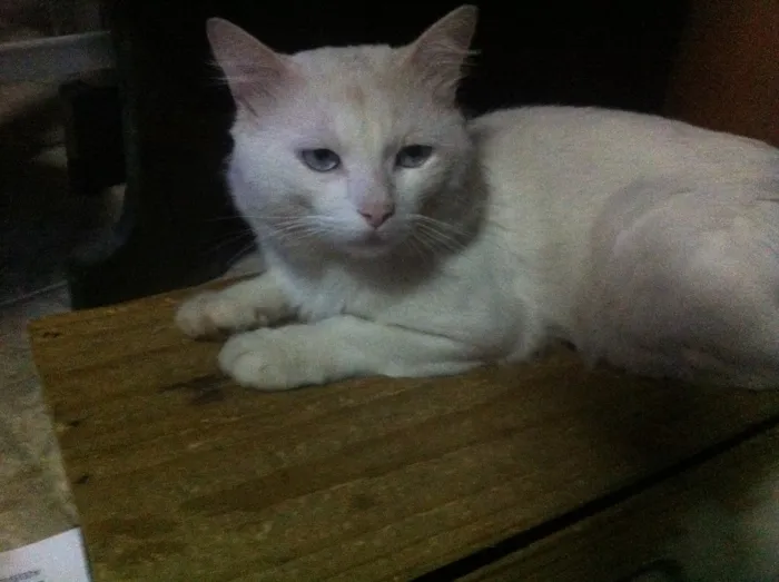 Gato raça Angora, mestiços Ciames c Angora idade  nome Sem nome