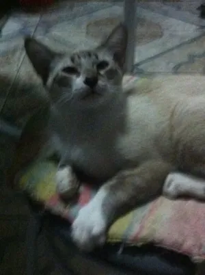 Gato raça Angora, mestiços Ciames c Angora idade  nome Sem nome