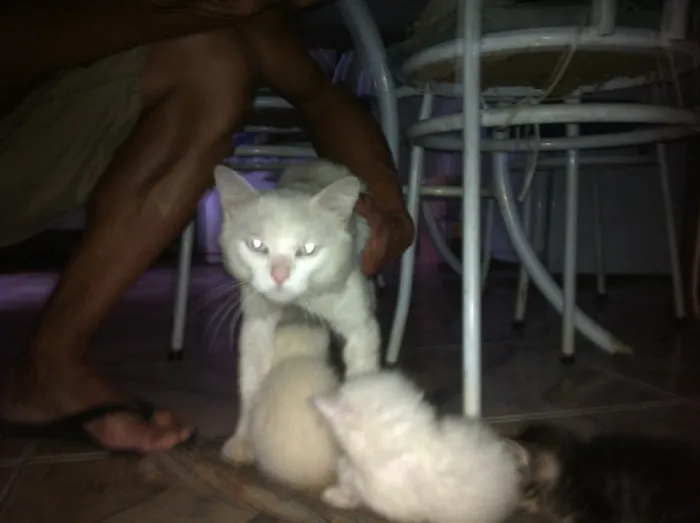 Gato raça Angora, mestiços Ciames c Angora idade  nome Sem nome