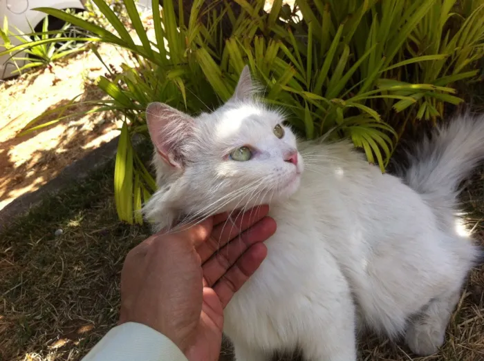 Gato raça Angora, mestiços Ciames c Angora idade  nome Sem nome