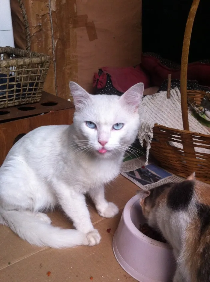 Gato raça Angora, mestiços Ciames c Angora idade  nome Sem nome