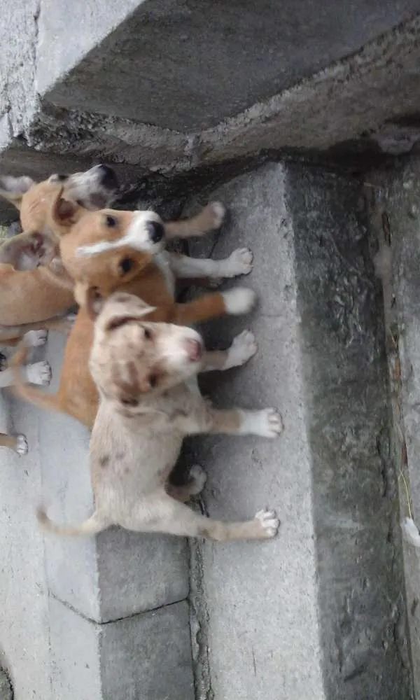 Cachorro raça Vira lata idade 2 a 6 meses nome Filhote
