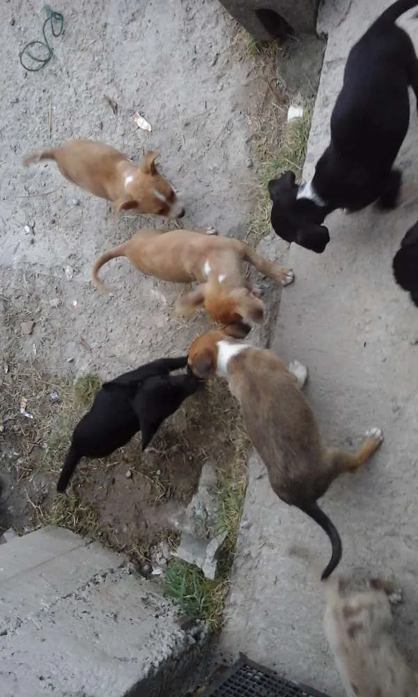 Cachorro raça Vira lata idade 2 a 6 meses nome Filhote
