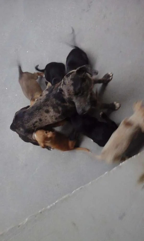 Cachorro raça Vira lata idade 2 a 6 meses nome Filhote
