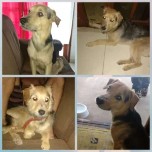 Cachorro raça Sem raça definida idade 2 anos nome Fred