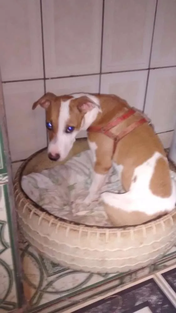 Cachorro ra a Rsd idade 7 a 11 meses nome Luna