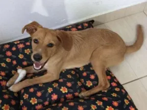 Cachorro raça Srd idade 2 a 6 meses nome Lillo