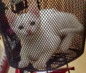 Gato raça  idade 2 a 6 meses nome Sagwa