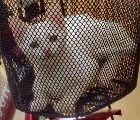 Gato ra a  idade 2 a 6 meses nome Sagwa