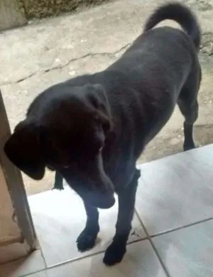Cachorro raça Vira lata idade 1 ano nome Doli