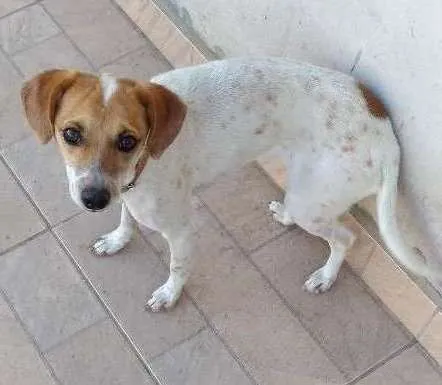 Cachorro ra a Indefinida idade 1 ano nome Maya