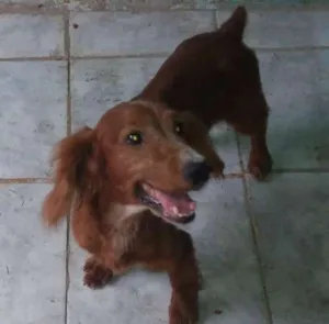 Gato raça Cocker idade 6 ou mais anos nome Beethoven