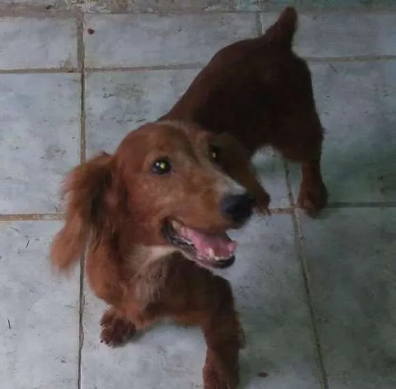 Gato ra a Cocker idade 6 ou mais anos nome Beethoven