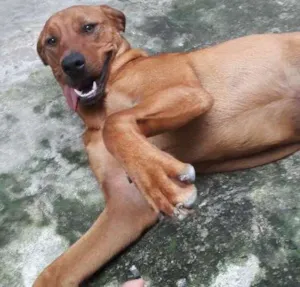 Cachorro raça Rottweiler Misto idade 2 anos nome Thor