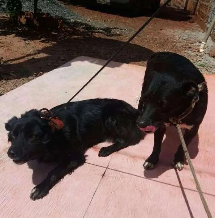 Cachorro ra a rnd idade 4 anos nome piloto e boneca