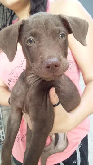 Cachorro raça SRD idade 2 a 6 meses nome ANJINHO