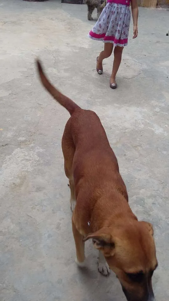 Cachorro raça SRD idade 2 anos nome BONACHÃO