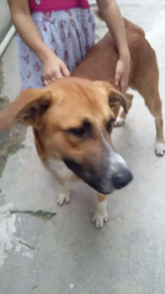 Cachorro raça SRD idade 2 anos nome BONACHÃO