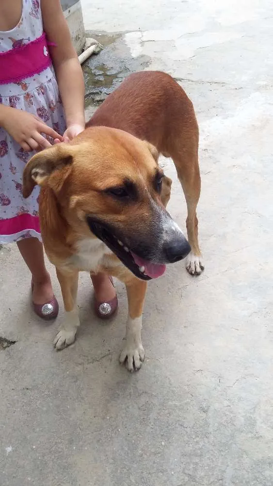 Cachorro raça SRD idade 2 anos nome BONACHÃO