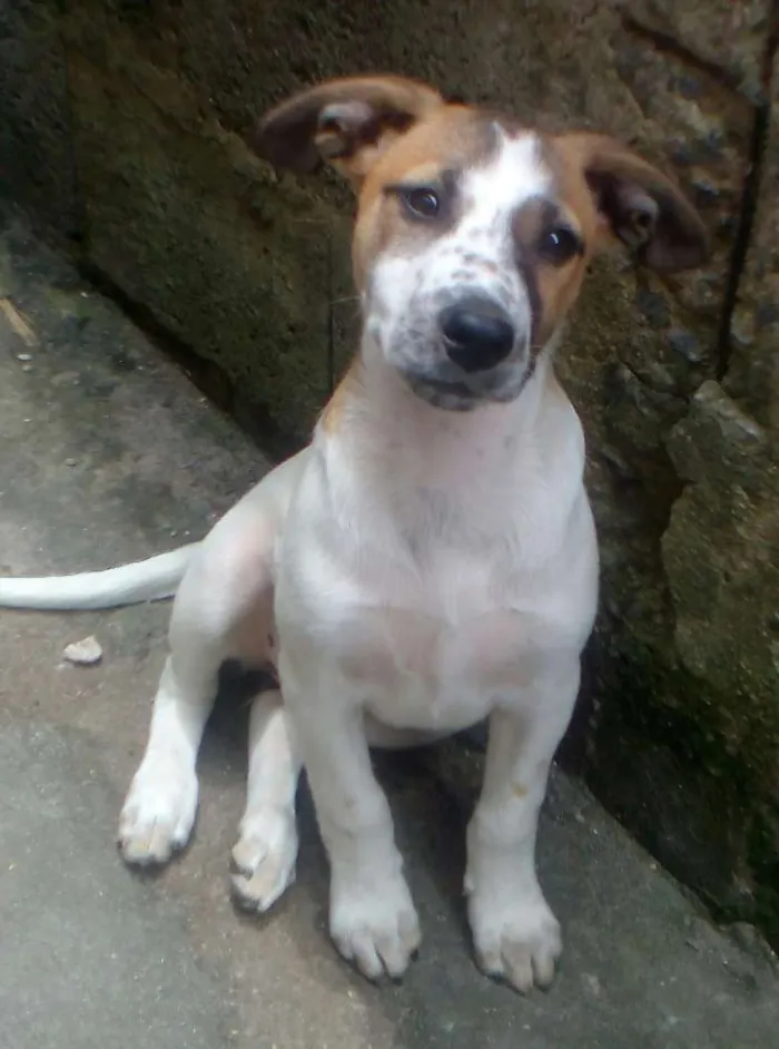 Cachorro ra a Sem Raça Definida idade 2 a 6 meses nome sem nome