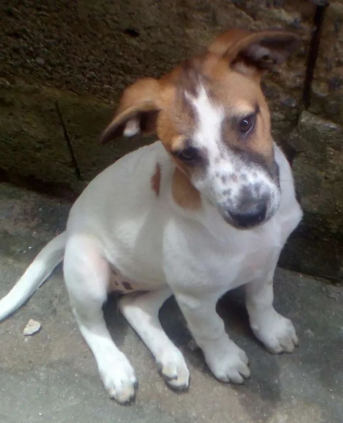 Cachorro ra a Sem Raça Definida idade 2 a 6 meses nome sem nome