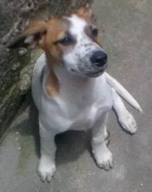 Cachorro raça Sem Raça Definida idade 2 a 6 meses nome sem nome