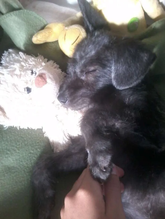 Cachorro ra a Misturado com dooble idade 2 a 6 meses nome Tedy