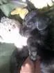 Cachorro raça Misturado com dooble idade 2 a 6 meses nome Tedy