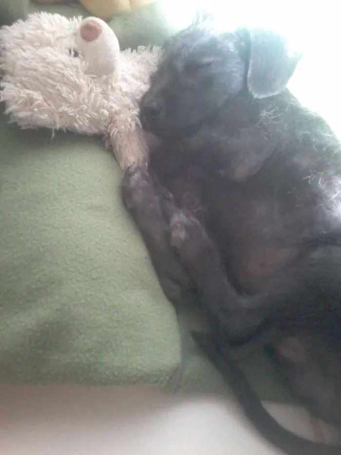 Cachorro ra a Misturado com dooble idade 2 a 6 meses nome Tedy