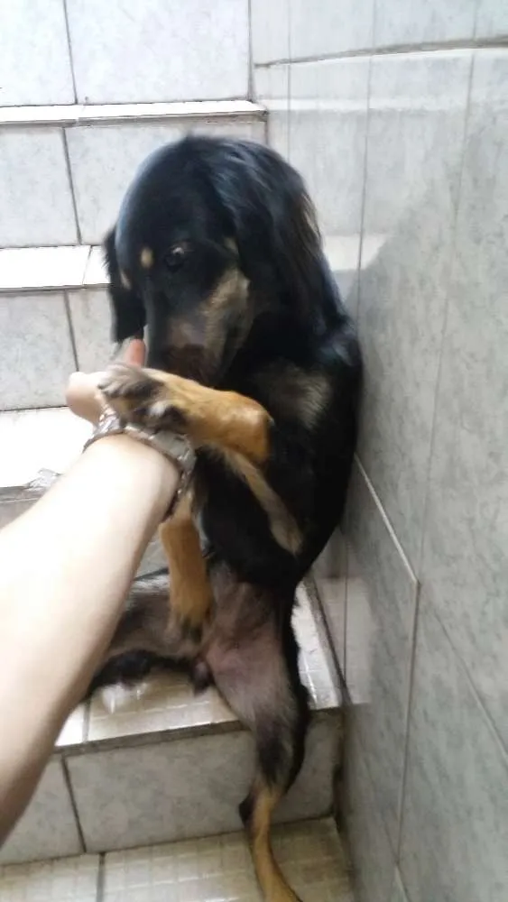 Cachorro ra a Indefinada (SRD) idade 1 ano nome Mel